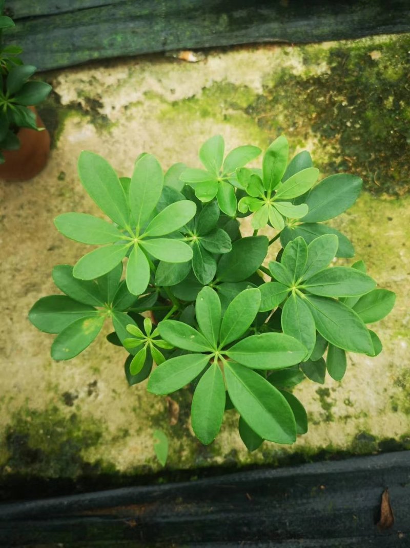 鸭脚木，好货，好货，好货