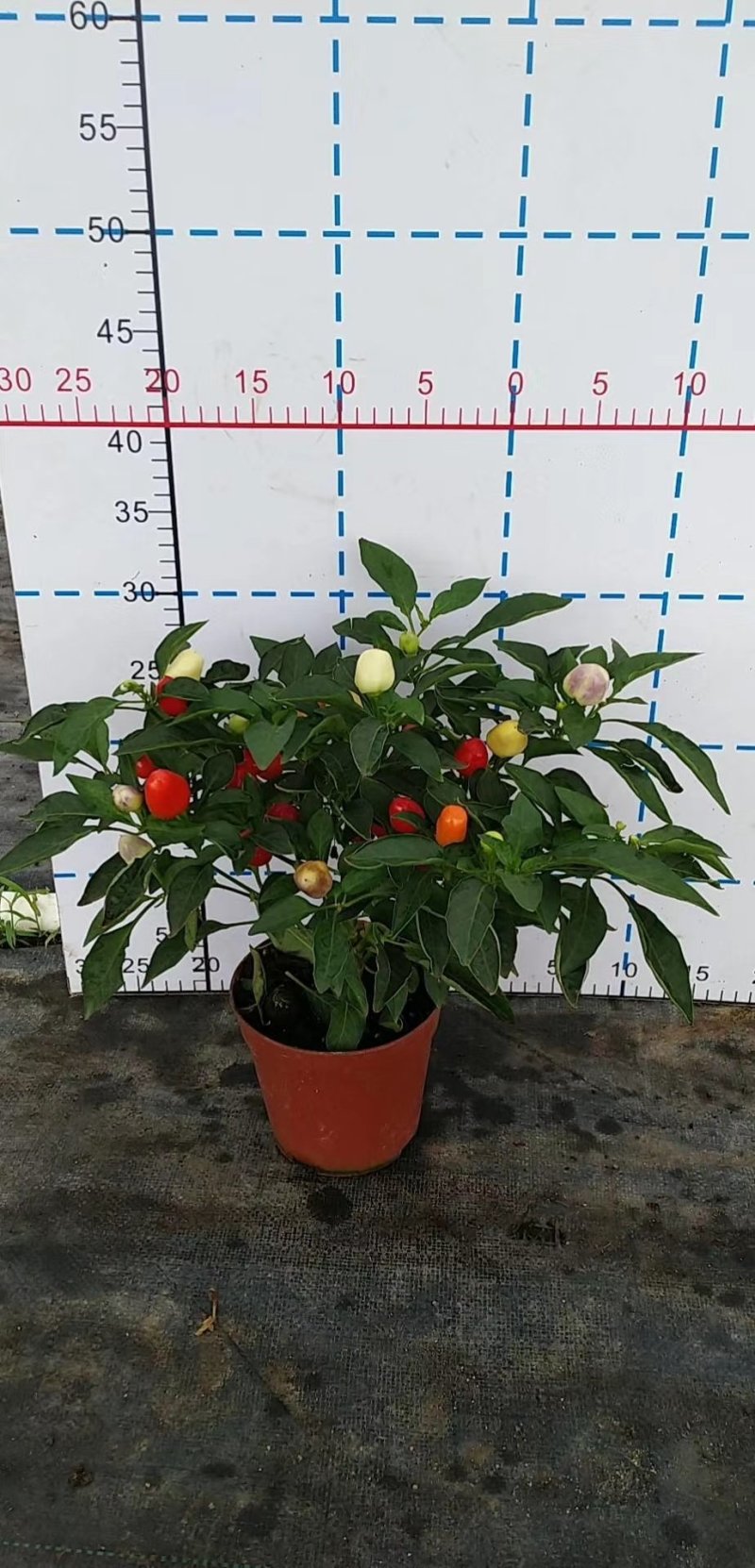 彩椒，好货，好货，好货