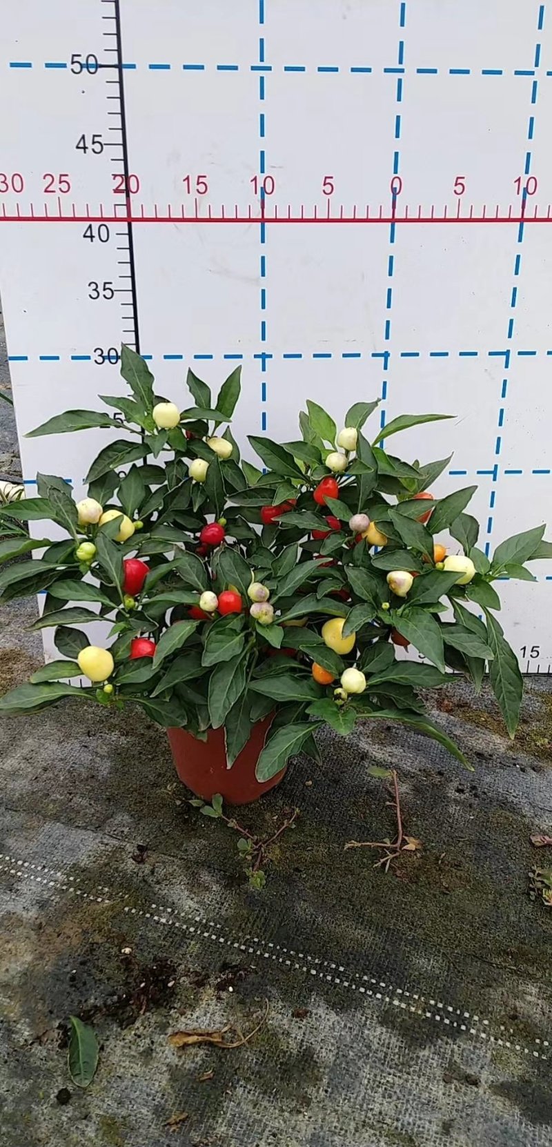 彩椒，好货，好货，好货