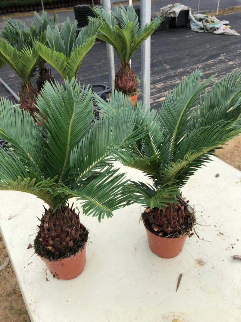 铁树，好货，好货，好货