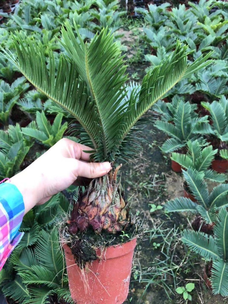 铁树，好货，好货，好货