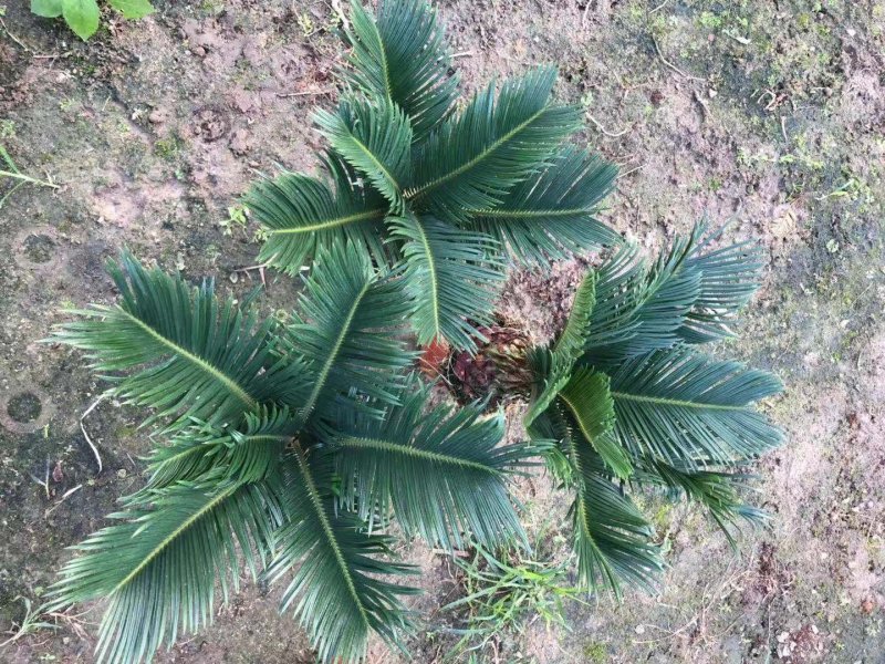 铁树，好货，好货，好货