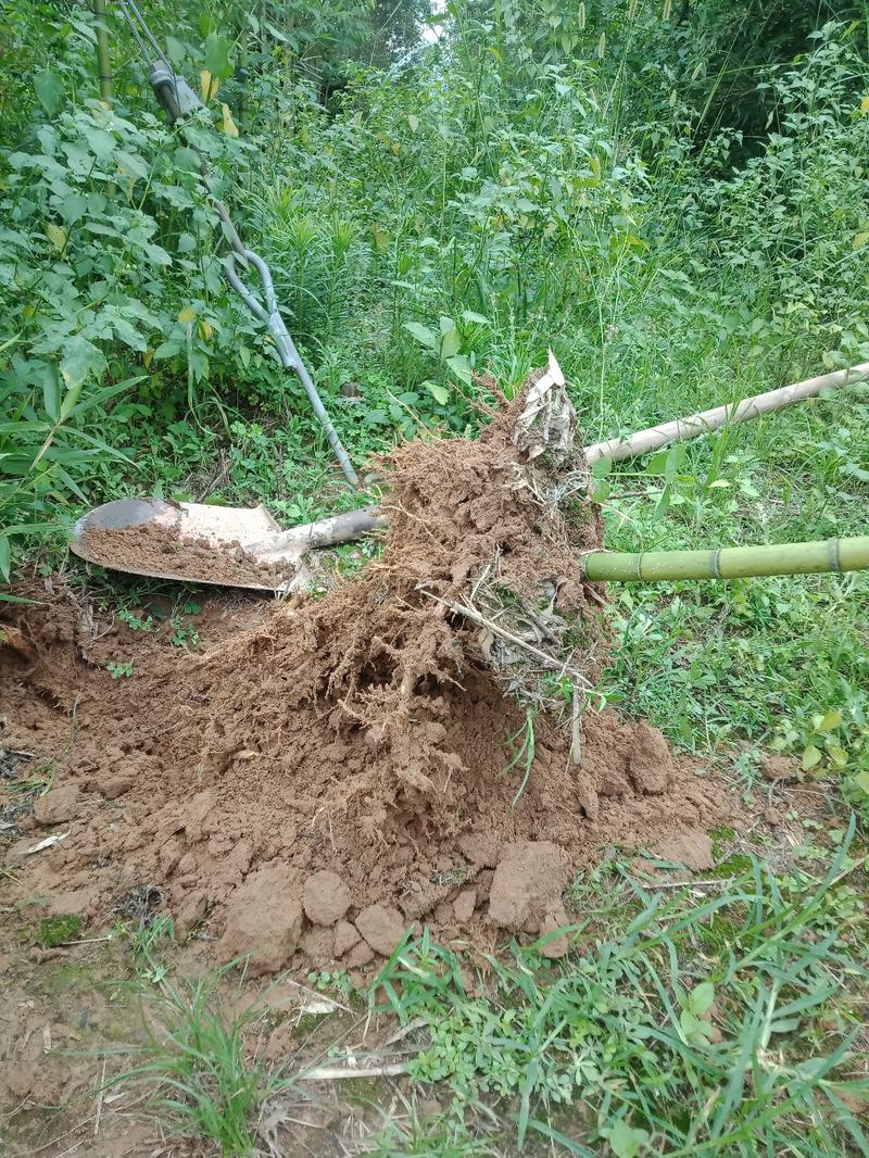 雷竹笋苗