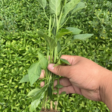 牛角椒苗，菜椒苗，品种齐全产量高，果实大