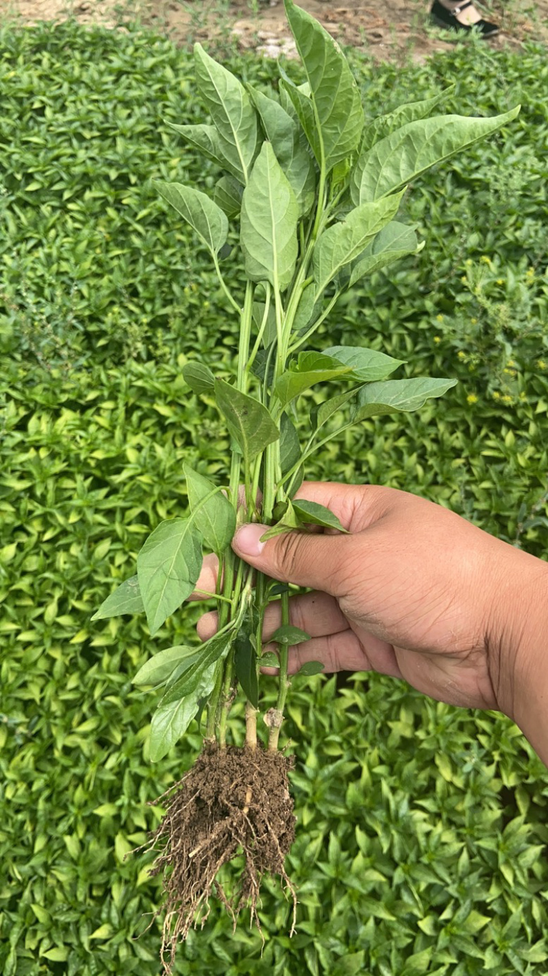 牛角椒苗，菜椒苗，品种齐全产量高，果实大