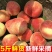 水蜜桃顺丰包邮到家