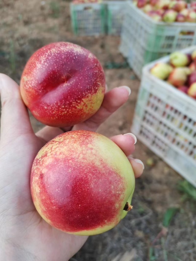 油桃一件包邮到家