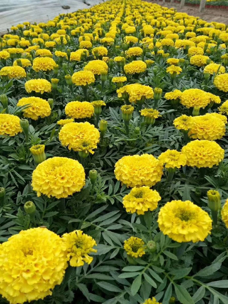 万寿菊时令草花专供青州草花基地批发欢迎咨询