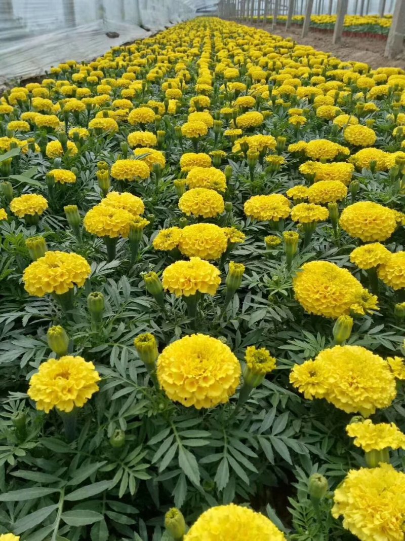 万寿菊时令草花专供青州草花基地批发欢迎咨询