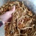 福建古田3号茶树菇厂家发货量大从优