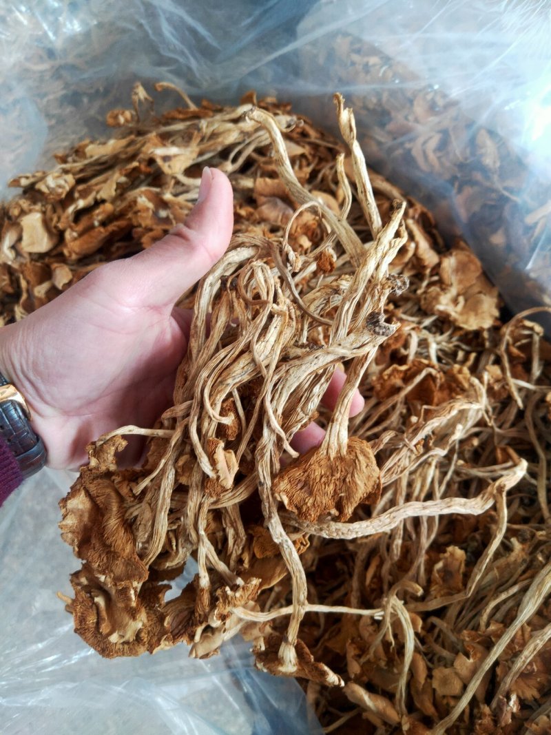 福建古田3号茶树菇厂家发货量大从优