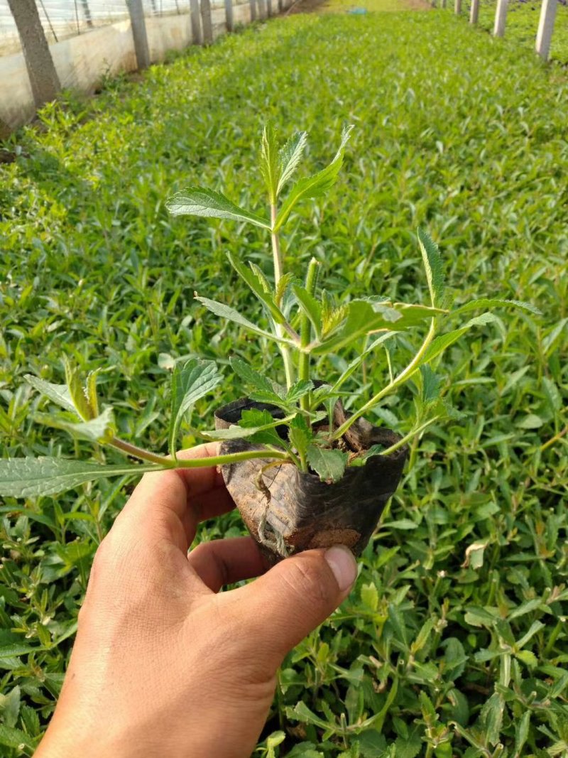 马鞭草花海专用可视频看货支持线上保障交易