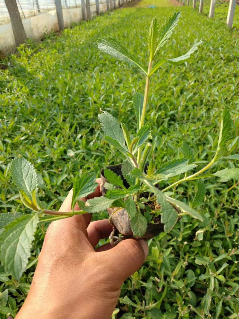 马鞭草花海专用可视频看货支持线上保障交易