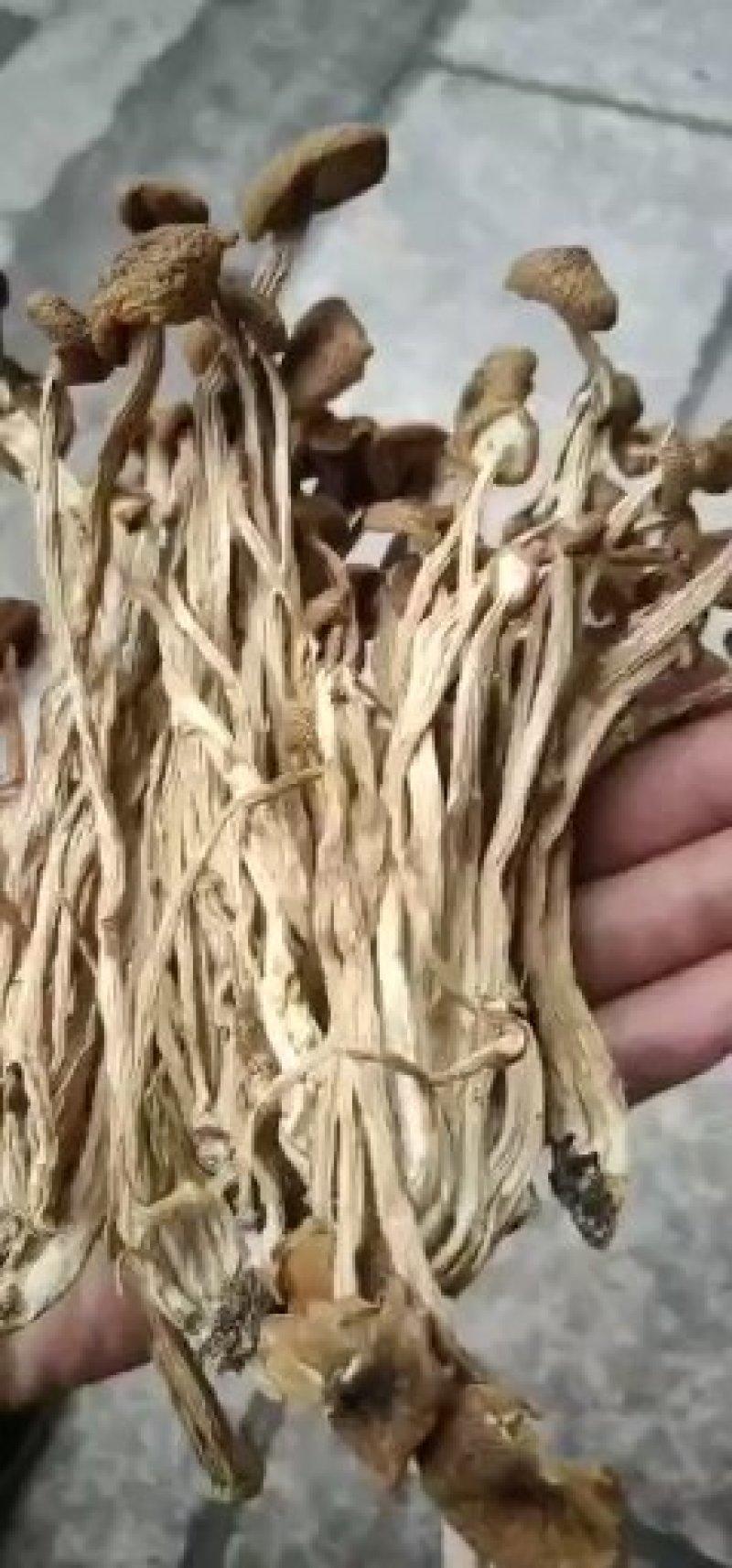 福建古田3号茶树菇厂家发货量大从优