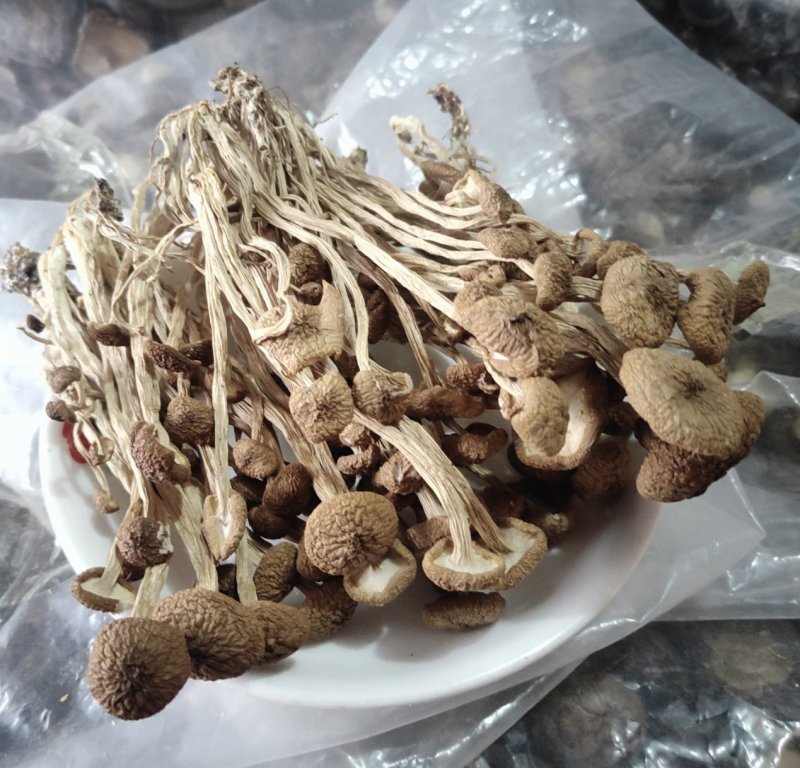 福建古田3号茶树菇厂家发货量大从优