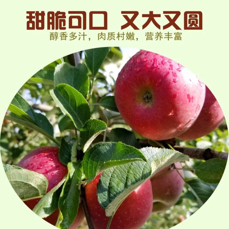 【一件代发】洛川苹果冰糖心红富士苹果对接电商社区团购