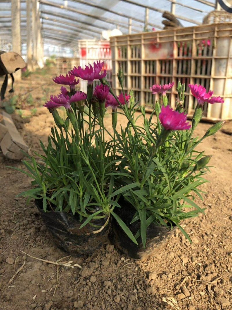 欧石竹开花草坪基地直销量大优惠