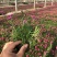 欧石竹开花草坪基地直销量大优惠