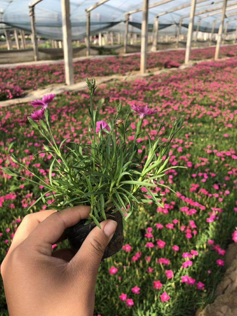 欧石竹开花草坪基地直销量大优惠