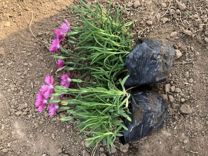 欧石竹开花草坪基地直销量大优惠