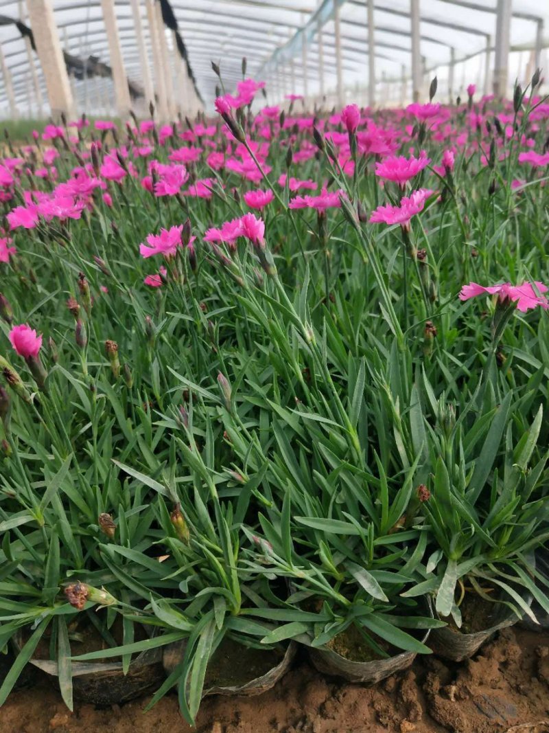 欧石竹开花草坪可视频看货产地直供支持线上保障交易