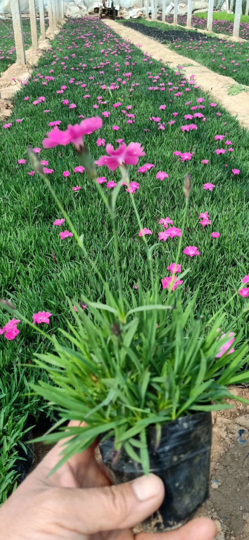 欧石竹开花草坪可视频看货产地直供支持线上保障交易