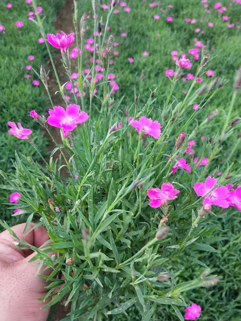 欧石竹开花草坪可视频看货产地直供支持线上保障交易