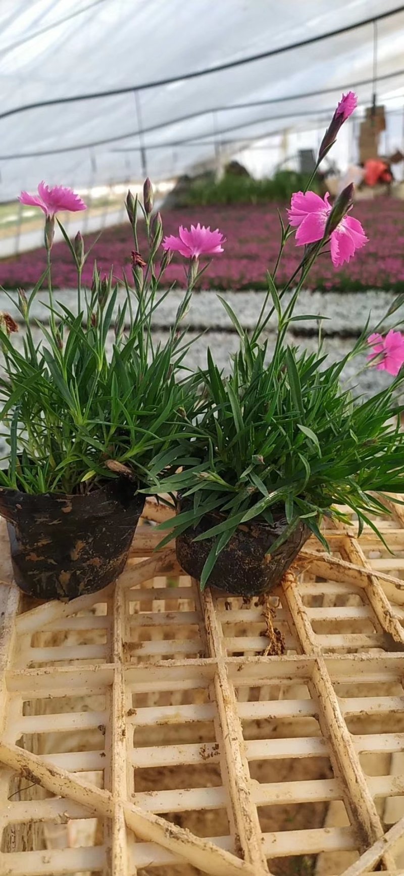 欧石竹开花草坪可视频看货产地直供支持线上保障交易