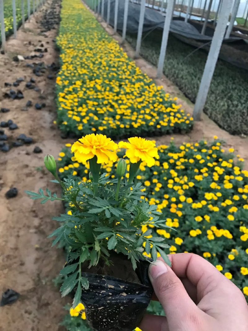 孔雀草时令草花可视频看货苗圃直供支持线上保障交易