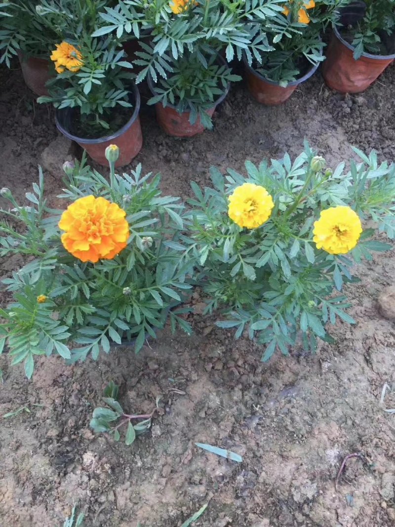 孔雀草时令草花可视频看货苗圃直供支持线上保障交易