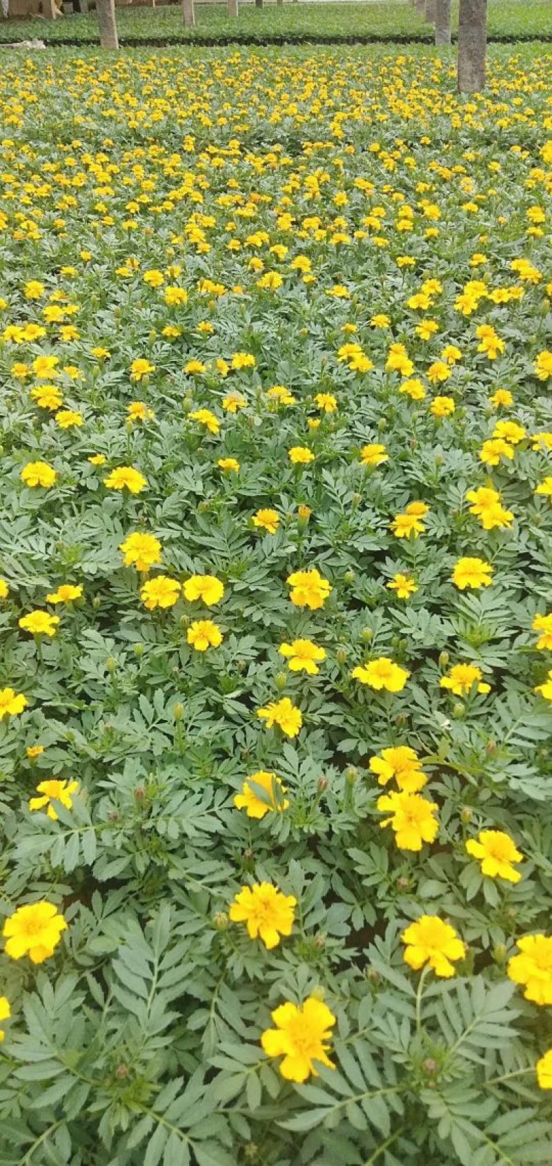 孔雀草时令草花可视频看货苗圃直供支持线上保障交易