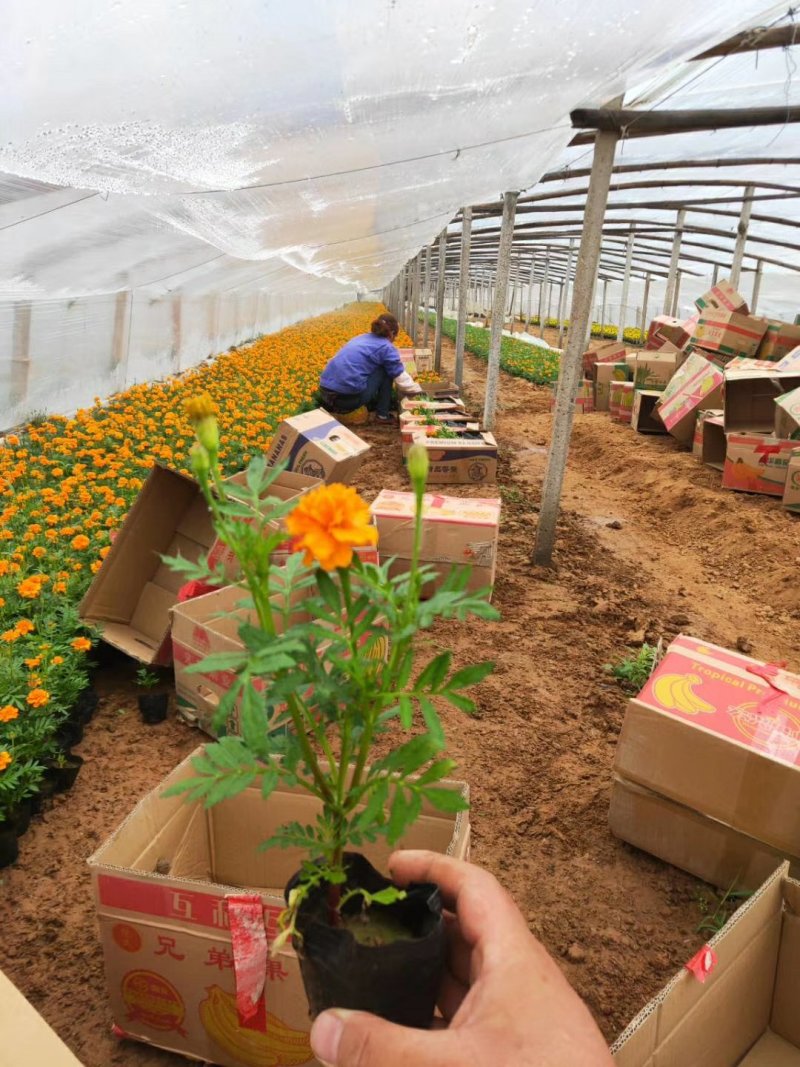 孔雀草时令草花可视频看货苗圃直供支持线上保障交易