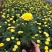 孔雀草时令草花可视频看货苗圃直供支持线上保障交易