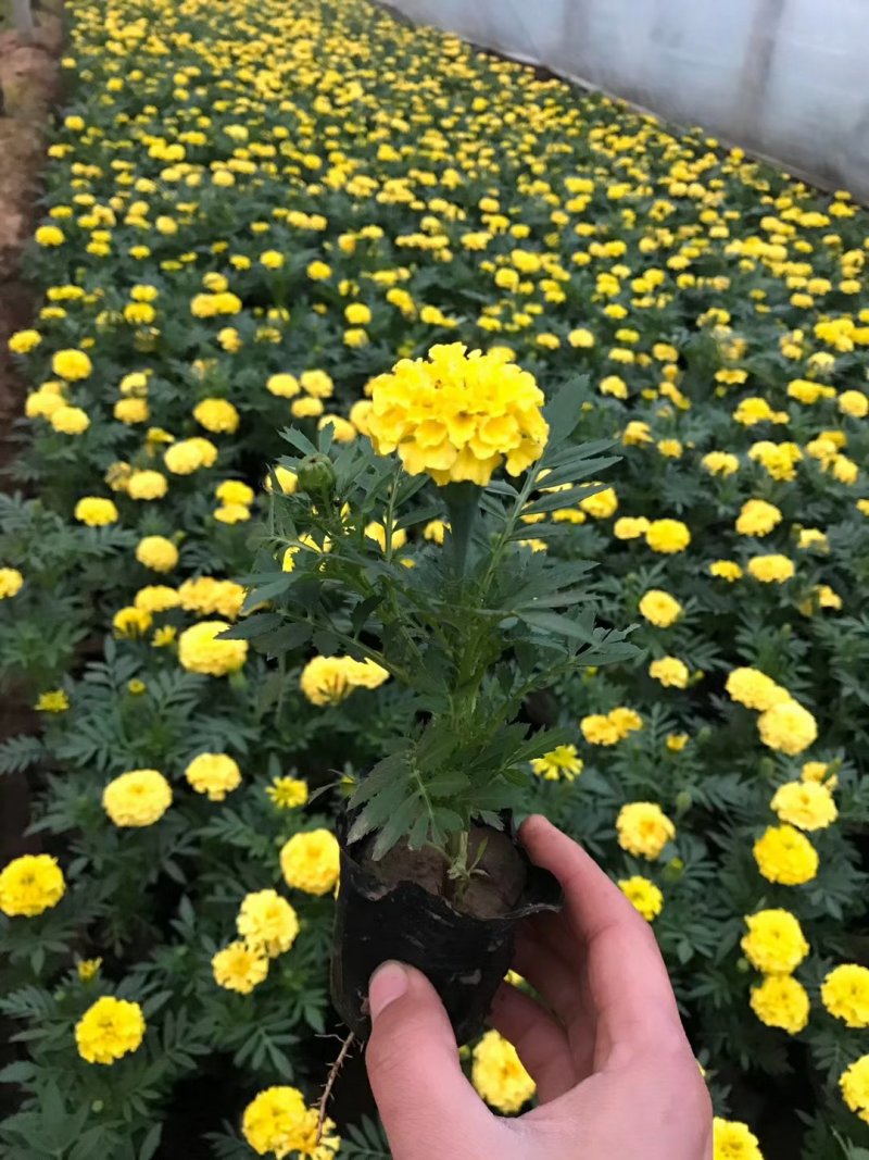 孔雀草时令草花可视频看货苗圃直供支持线上保障交易