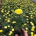 孔雀草时令草花可视频看货苗圃直供支持线上保障交易