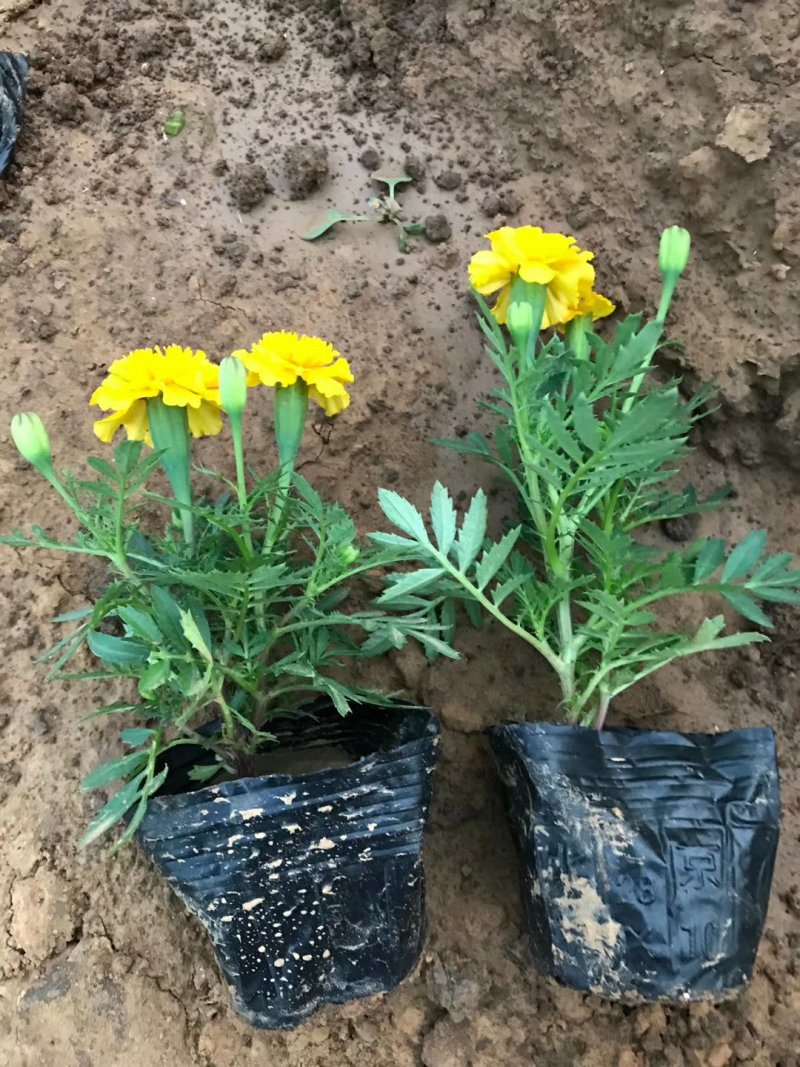 孔雀草时令草花可视频看货苗圃直供支持线上保障交易