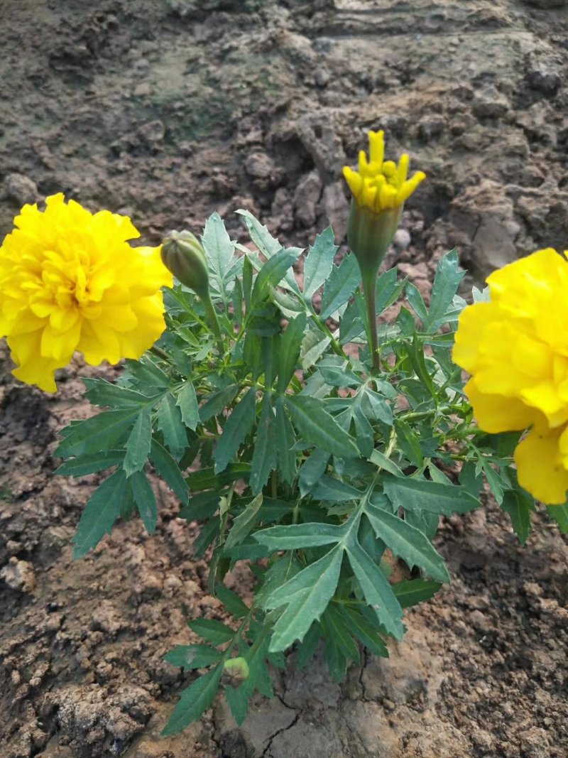孔雀草时令草花可视频看货苗圃直供支持线上保障交易