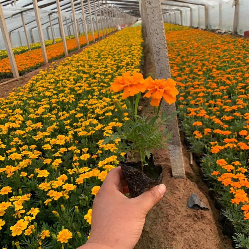 孔雀草时令草花可视频看货苗圃直供支持线上保障交易