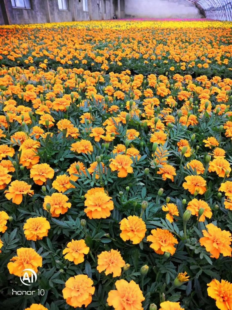 孔雀草时令草花可视频看货苗圃直供支持线上保障交易