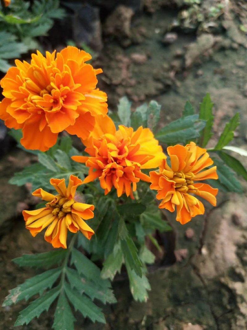 孔雀草时令草花可视频看货苗圃直供支持线上保障交易