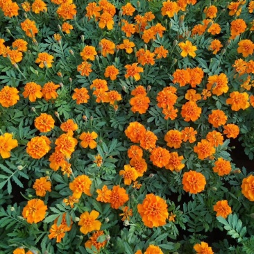 孔雀草时令草花可视频看货苗圃直供支持线上保障交易