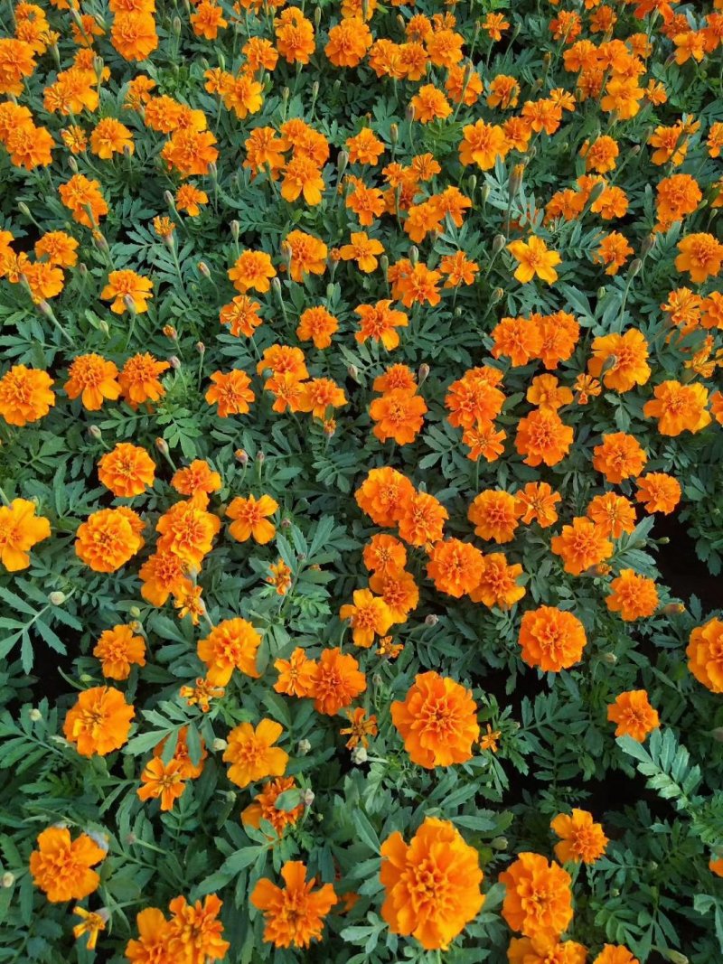 孔雀草时令草花可视频看货苗圃直供支持线上保障交易