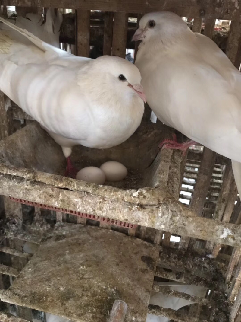 精品乳鸽、淘汰老鸽批发。原养殖基地直供货源……