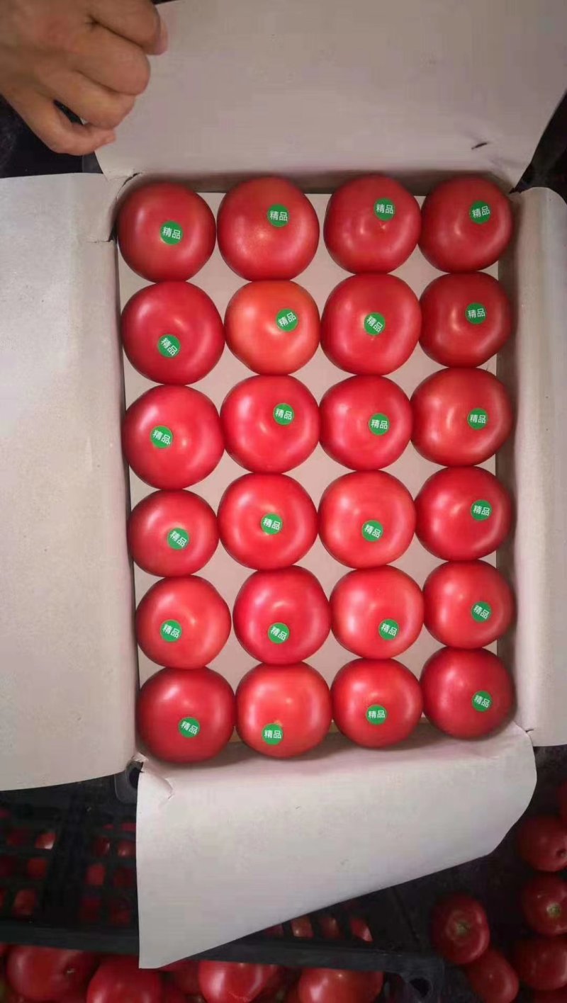 新鲜采摘的西红柿大量上市