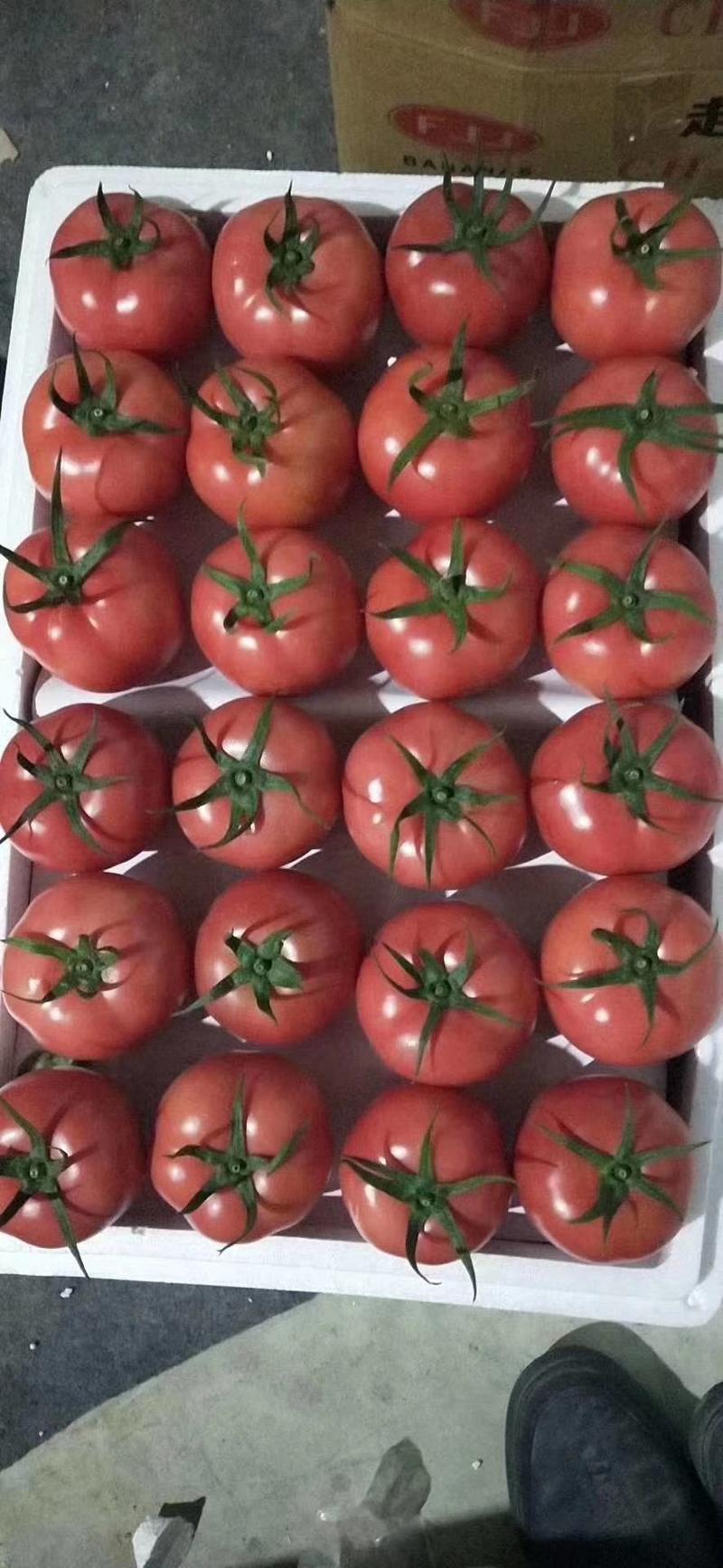 新鲜采摘的西红柿大量上市