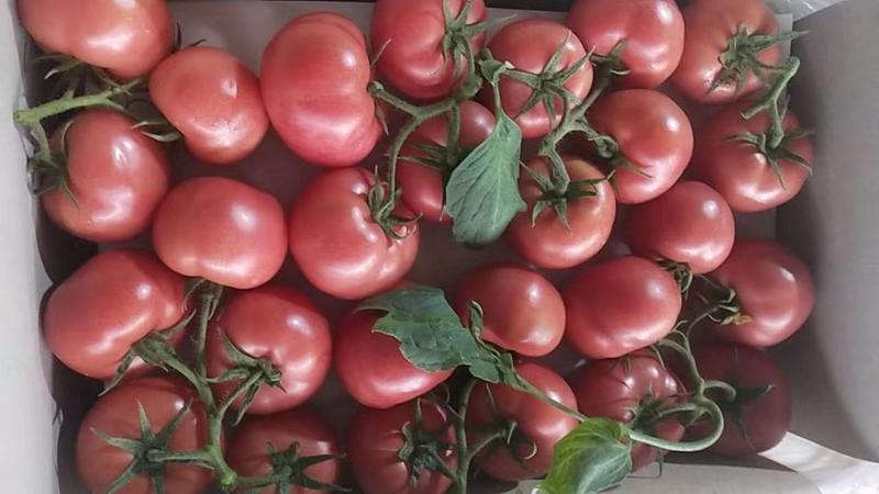 新鲜采摘的西红柿大量上市