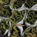 彩色麒麟植物盆栽玉麒麟镇宅绿植花卉彩春峰多肉防辐射吸甲醛