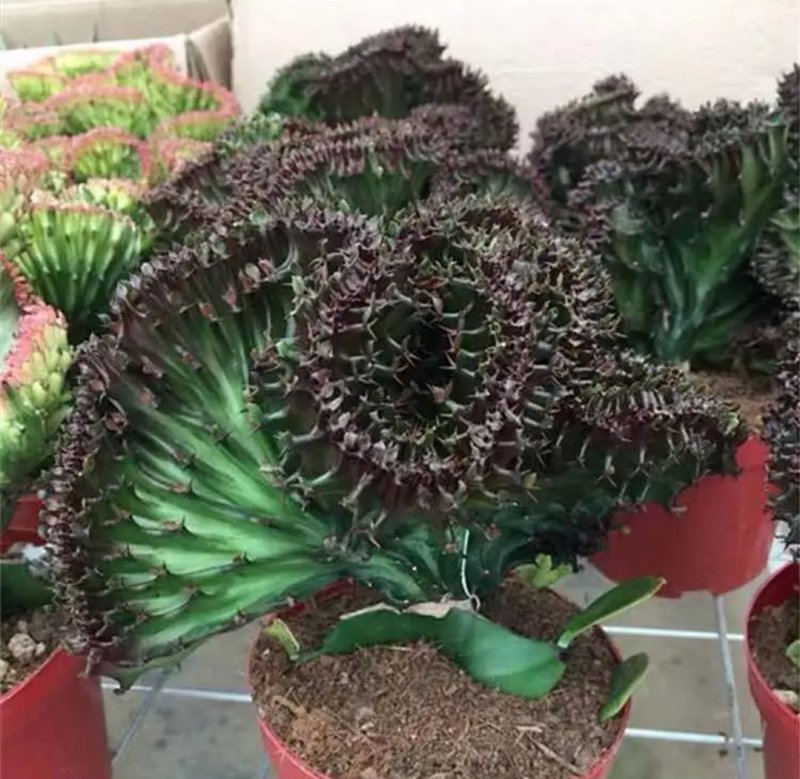 彩色麒麟植物盆栽玉麒麟镇宅绿植花卉彩春峰多肉防辐射吸甲醛