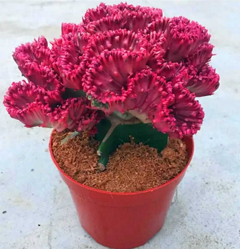 彩色麒麟植物盆栽玉麒麟镇宅绿植花卉彩春峰多肉防辐射吸甲醛