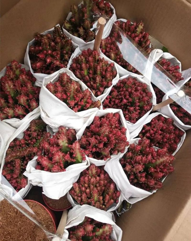 彩色麒麟植物盆栽玉麒麟镇宅绿植花卉彩春峰多肉防辐射吸甲醛